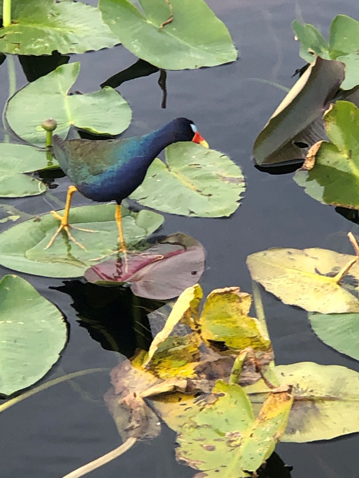 A purple gallinules - photographed recentlyon his trolley trip to Everglades National Park.